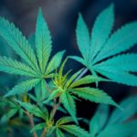 Medicinal cannabis for pain